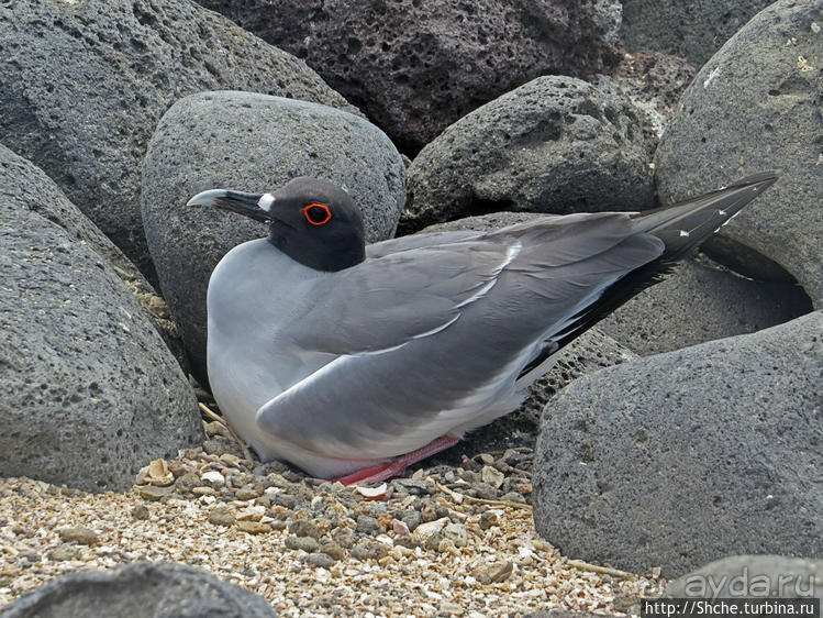 Галапагосы. Жизнь на Северном Сеймуре... побережье