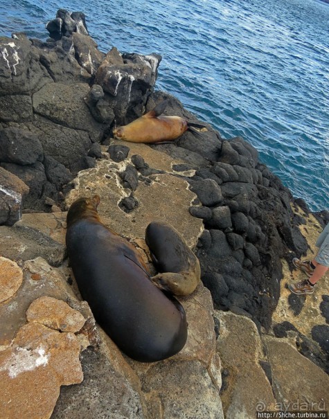 Галапагосы. Жизнь на Северном Сеймуре... побережье