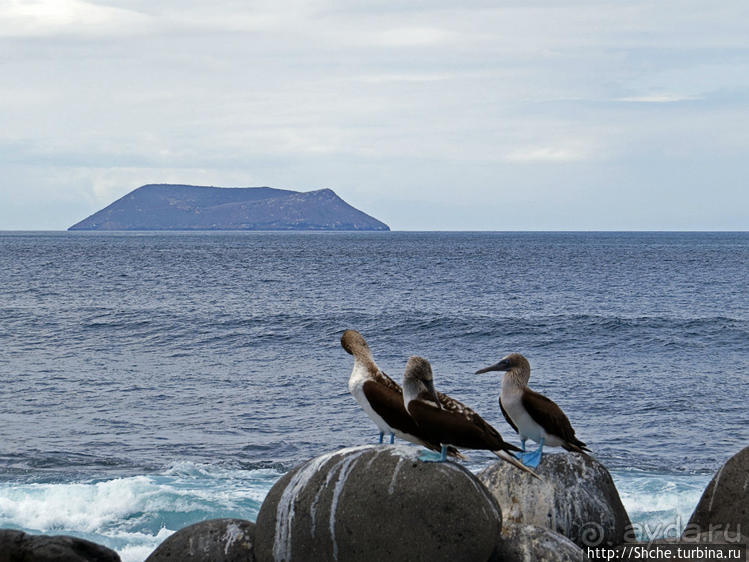 Галапагосы. Жизнь на Северном Сеймуре... побережье