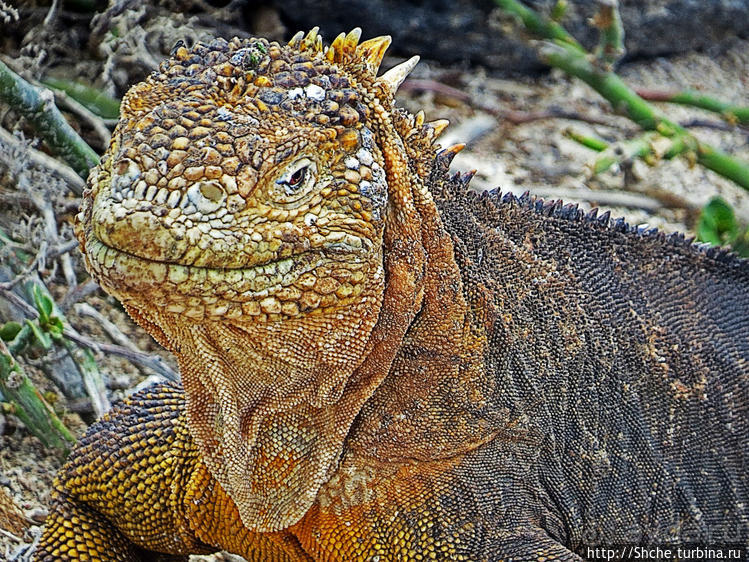 Галапагосы. Жизнь на Северном Сеймуре... побережье