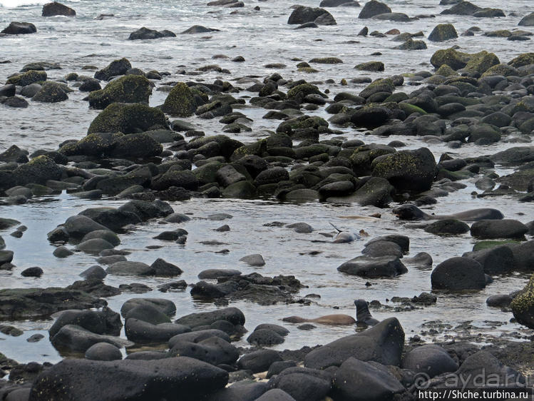 Галапагосы. Жизнь на Северном Сеймуре... побережье