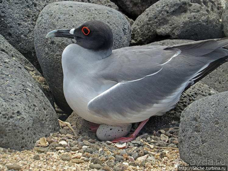 Галапагосы. Жизнь на Северном Сеймуре... побережье