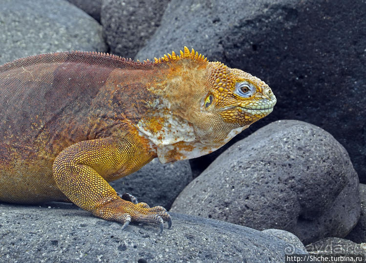 Галапагосы. Жизнь на Северном Сеймуре... побережье