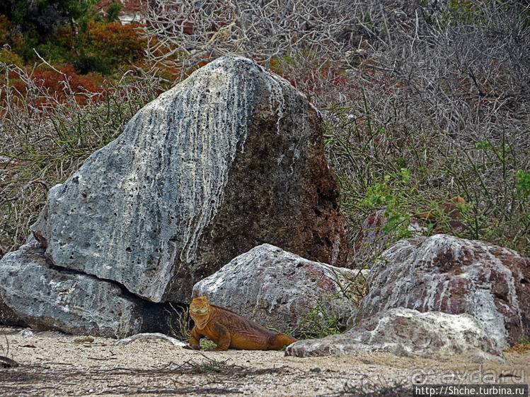 Галапагосы. Жизнь на Северном Сеймуре... побережье