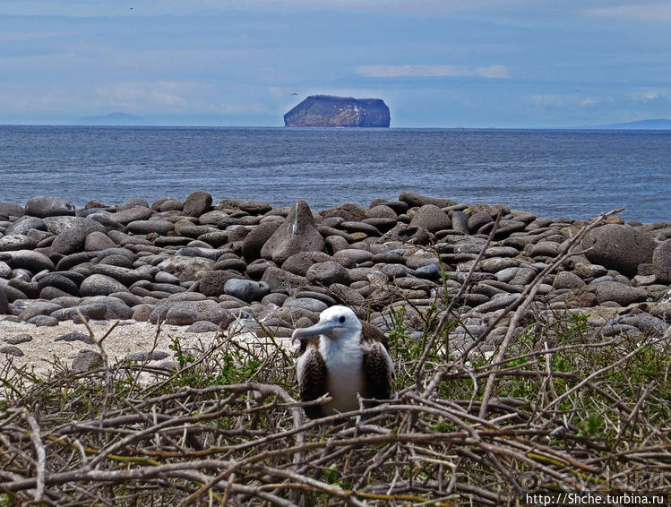 Галапагосы. Жизнь на Северном Сеймуре... побережье