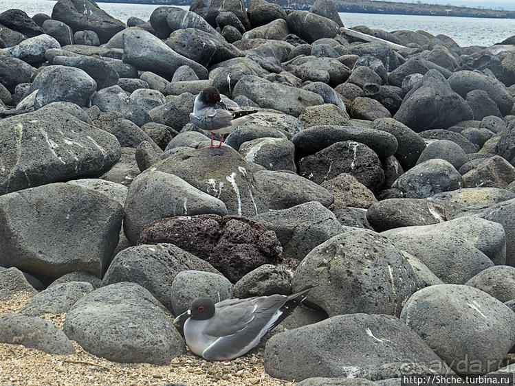 Галапагосы. Жизнь на Северном Сеймуре... побережье