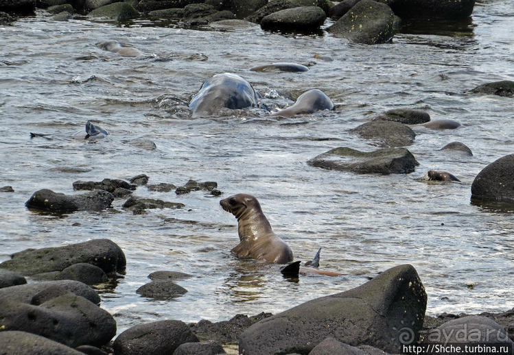 Галапагосы. Жизнь на Северном Сеймуре... побережье