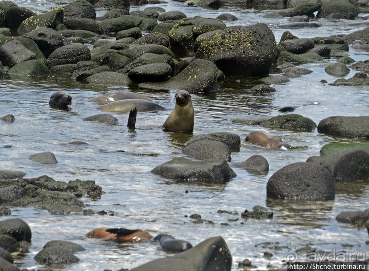 Галапагосы. Жизнь на Северном Сеймуре... побережье