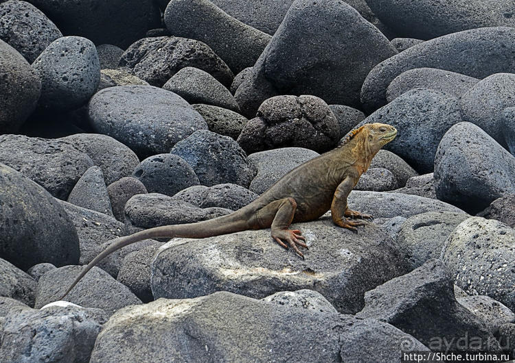 Галапагосы. Жизнь на Северном Сеймуре... побережье