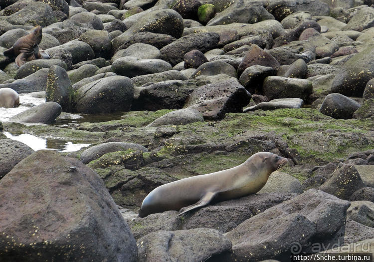 Галапагосы. Жизнь на Северном Сеймуре... побережье
