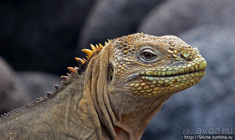 Галапагосы. Жизнь на Северном Сеймуре... побережье