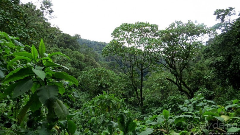 Там где пехота не пройдет... (непроходимый лес Бвинди)