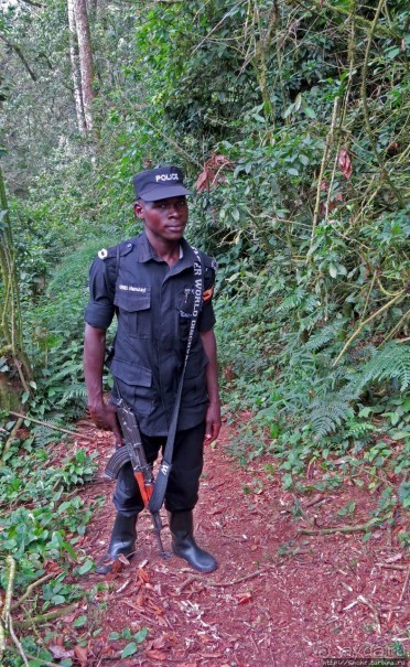 Там где пехота не пройдет... (непроходимый лес Бвинди)