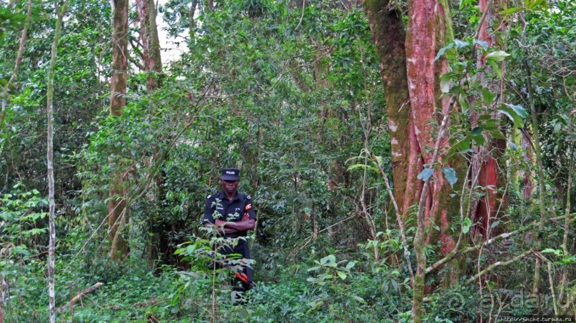 Там где пехота не пройдет... (непроходимый лес Бвинди)