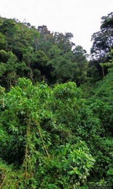 Там где пехота не пройдет... (непроходимый лес Бвинди)