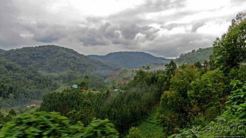 Там где пехота не пройдет... (непроходимый лес Бвинди)