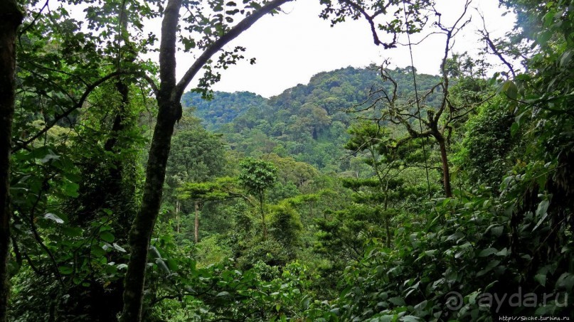 Там где пехота не пройдет... (непроходимый лес Бвинди)
