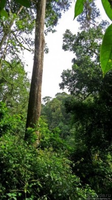 Там где пехота не пройдет... (непроходимый лес Бвинди)