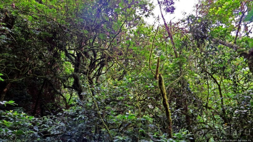 Там где пехота не пройдет... (непроходимый лес Бвинди)