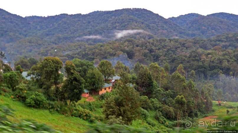 Там где пехота не пройдет... (непроходимый лес Бвинди)