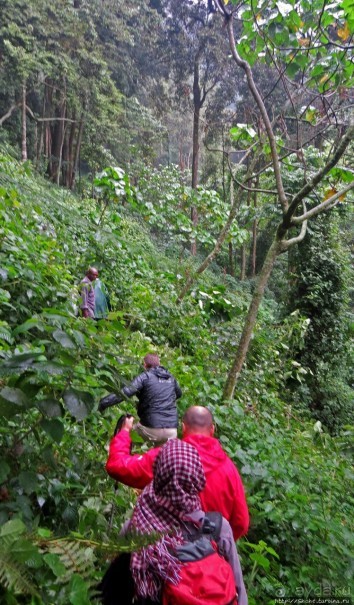 Там где пехота не пройдет... (непроходимый лес Бвинди)