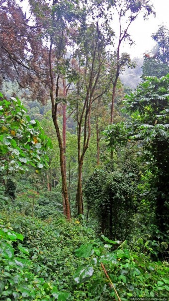 Там где пехота не пройдет... (непроходимый лес Бвинди)