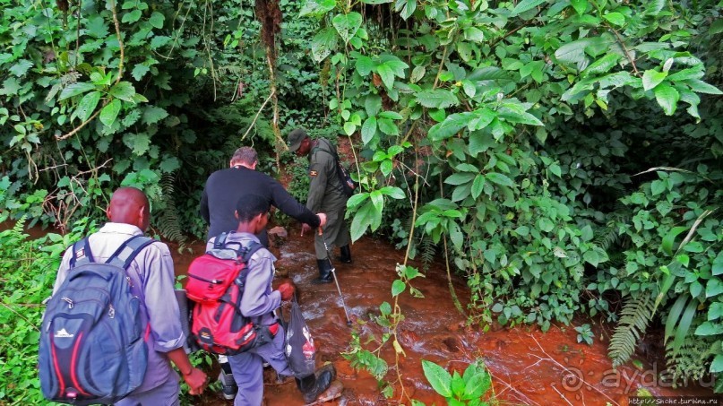 Там где пехота не пройдет... (непроходимый лес Бвинди)