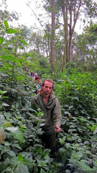 Там где пехота не пройдет... (непроходимый лес Бвинди)