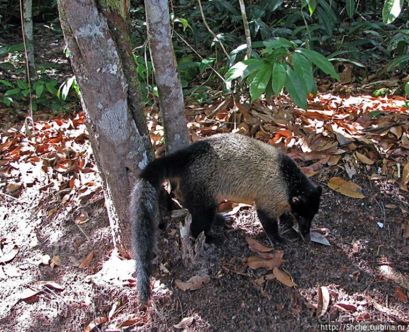 Знакомимся с коати