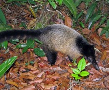 Знакомимся с коати