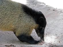 Знакомимся с коати