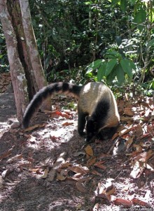 Знакомимся с коати