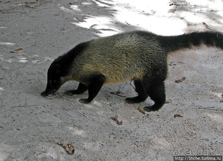 Знакомимся с коати