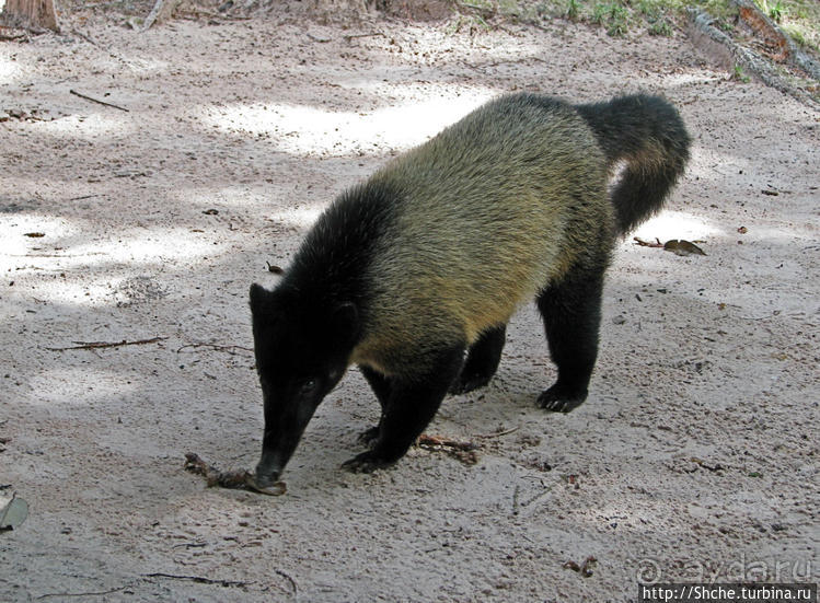 Знакомимся с коати