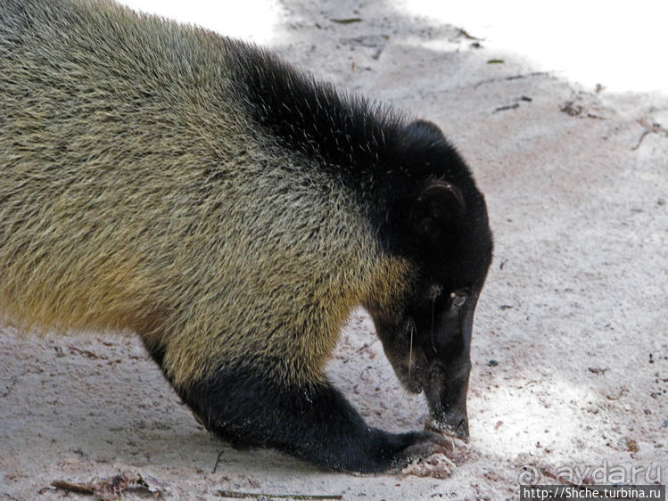 Знакомимся с коати