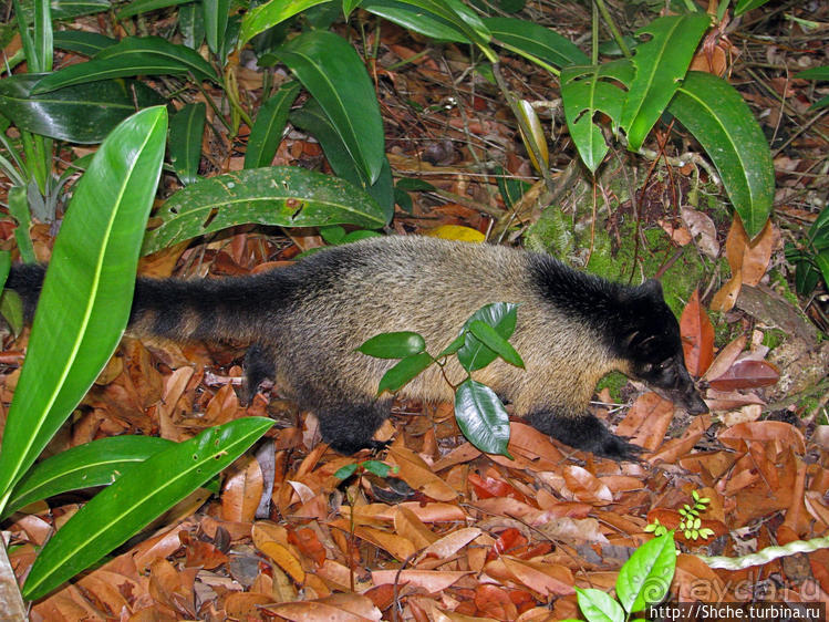 Знакомимся с коати