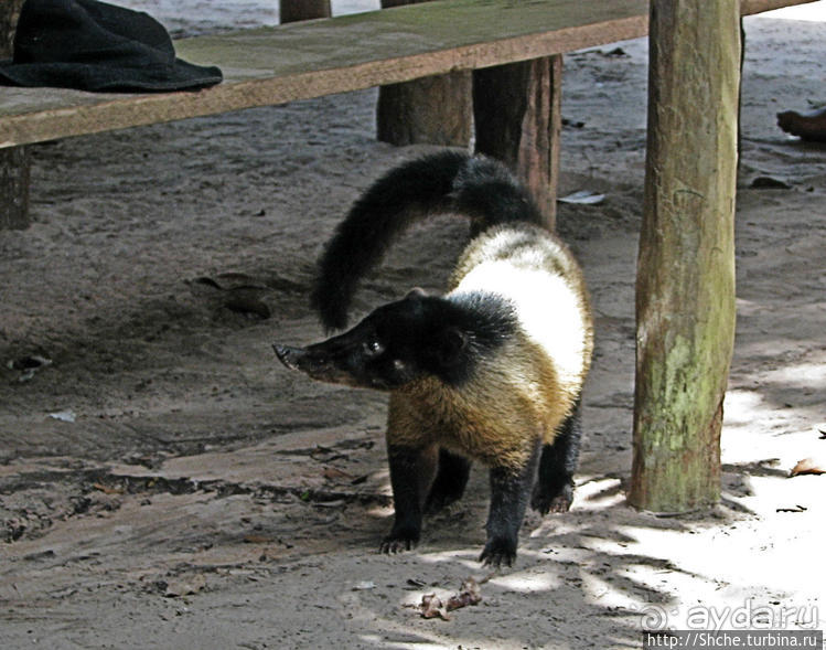 Знакомимся с коати