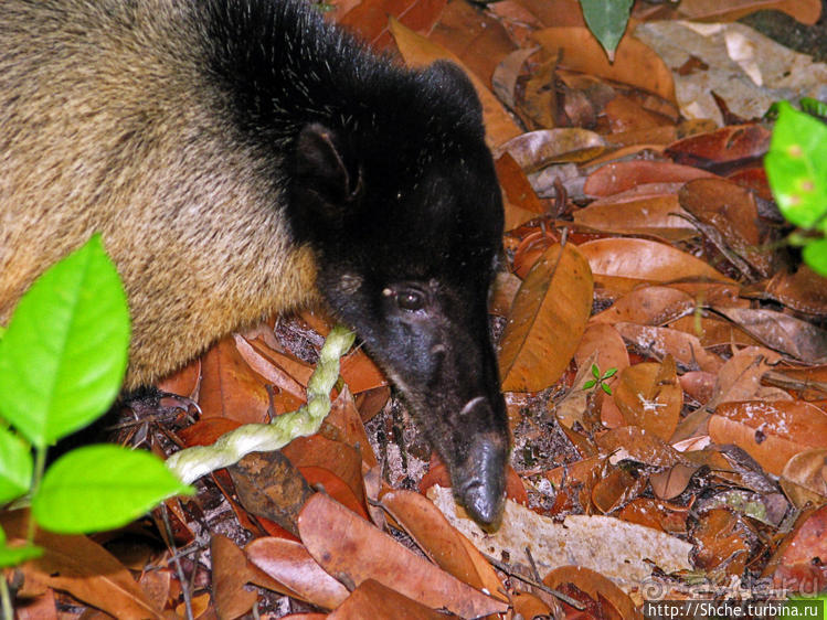 Знакомимся с коати