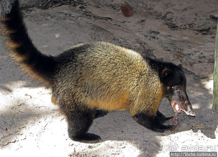 Знакомимся с коати