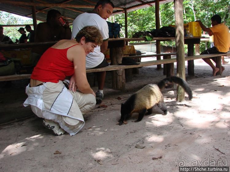 Знакомимся с коати