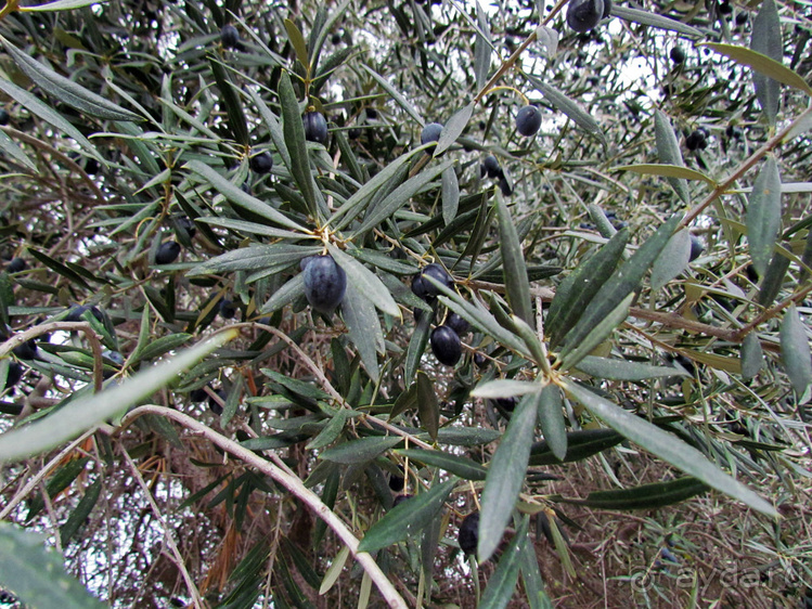 Руины древней Агоры и храм Гефеста