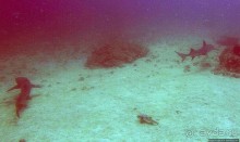 Нам акула-каракула ... (подводный мир Коибы для "чайников")