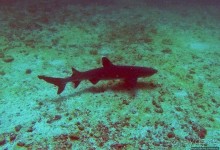 Нам акула-каракула ... (подводный мир Коибы для "чайников")