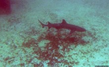 Нам акула-каракула ... (подводный мир Коибы для "чайников")