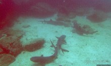 Нам акула-каракула ... (подводный мир Коибы для "чайников")