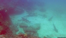 Нам акула-каракула ... (подводный мир Коибы для "чайников")