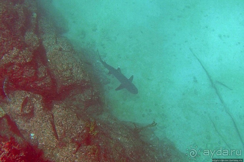 Нам акула-каракула ... (подводный мир Коибы для "чайников")