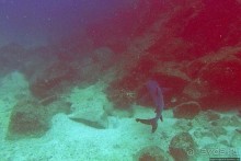 Нам акула-каракула ... (подводный мир Коибы для "чайников")