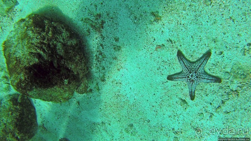 Нам акула-каракула ... (подводный мир Коибы для "чайников")