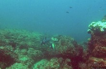 Нам акула-каракула ... (подводный мир Коибы для "чайников")